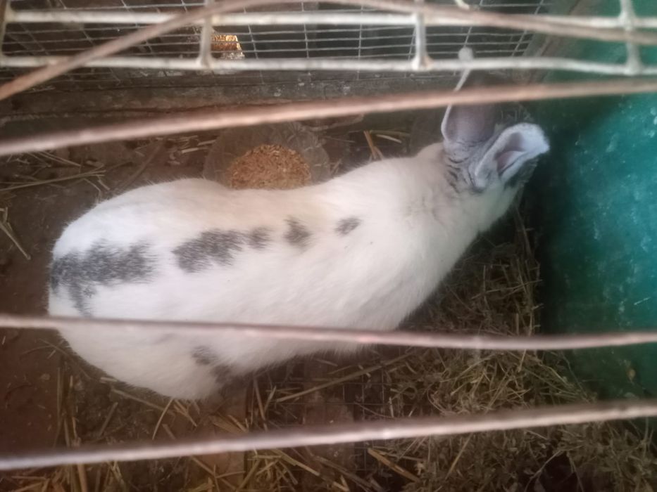 Кролики домашние