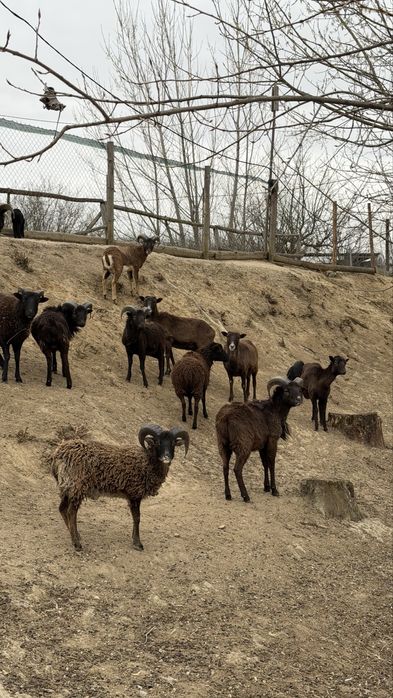 Мини овце холандски