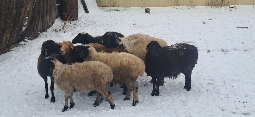 Қойлар сатылады, семіз