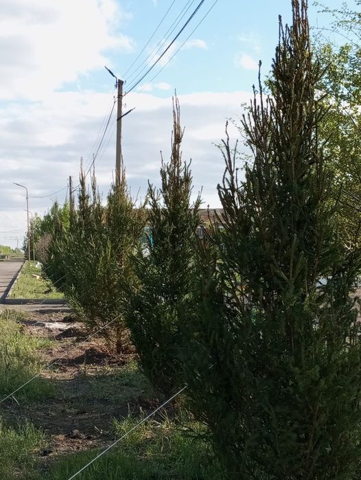 Ель голубая сибирская