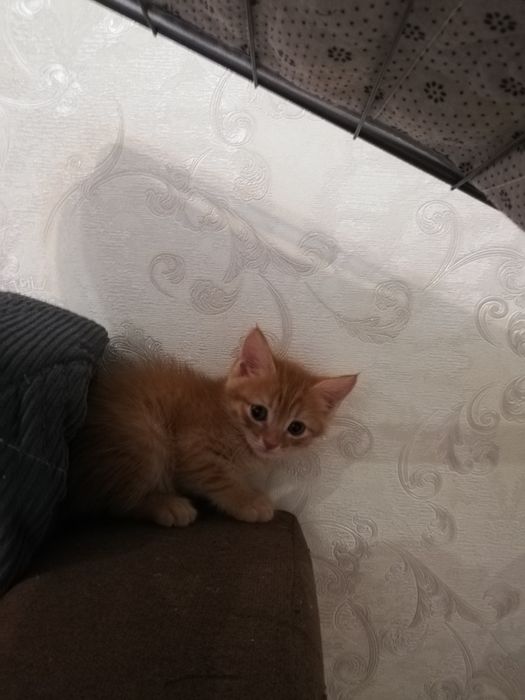 Отдам котят даром