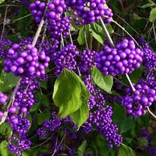 Каликарпа(Красивоплодник)