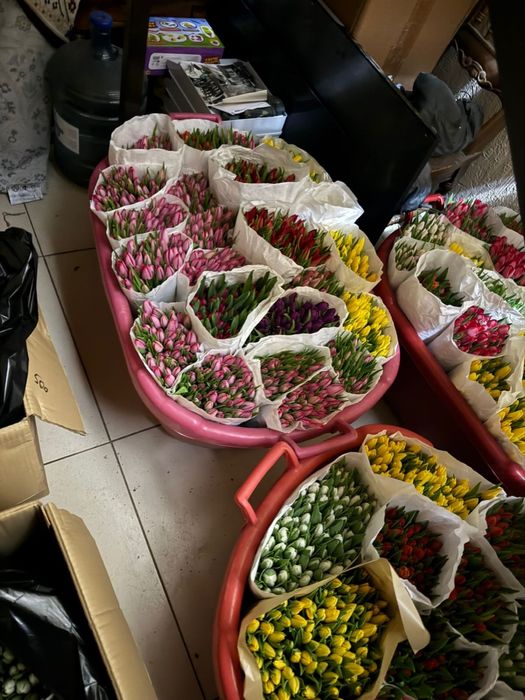 Тюльпаны оптом голландские