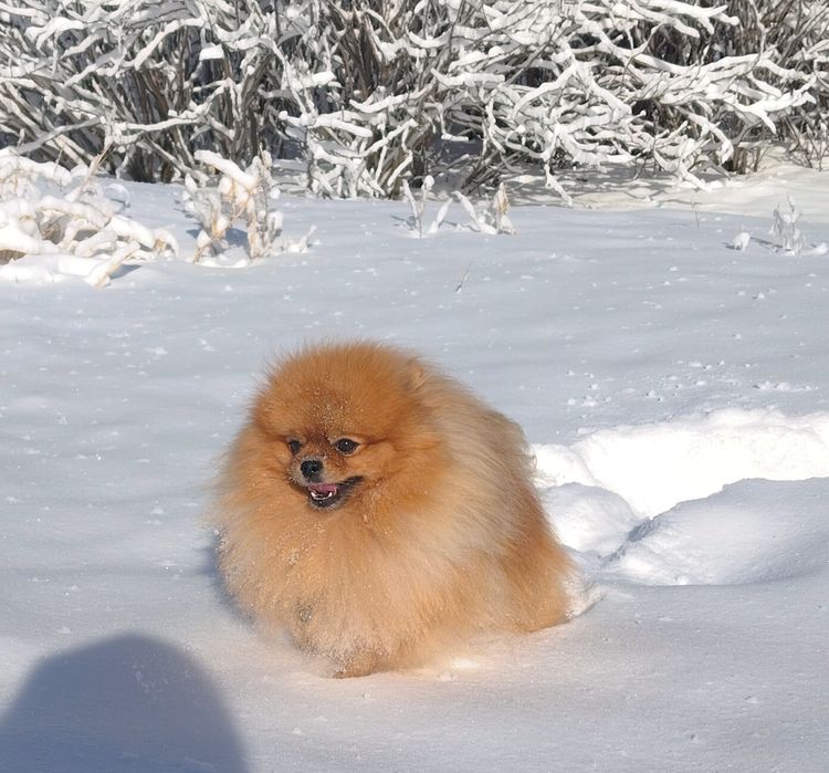 Померанский шпиц кобель