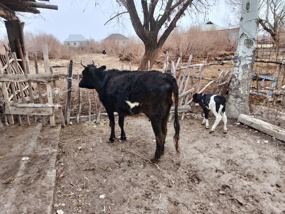 Бұзаулы сиыр сатылады