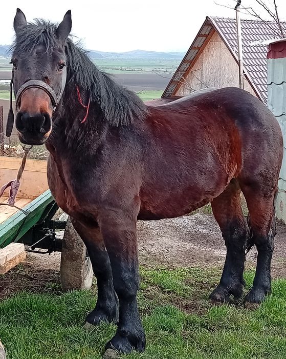 Vând mânză pentru pretențioși