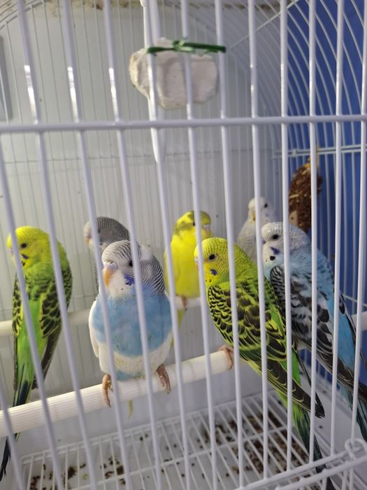 Волнистые попугаи