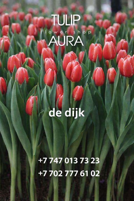 Тюльпаны высшего сорта оформление бесплатно
