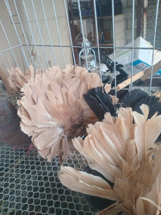 Продам голуби павлины