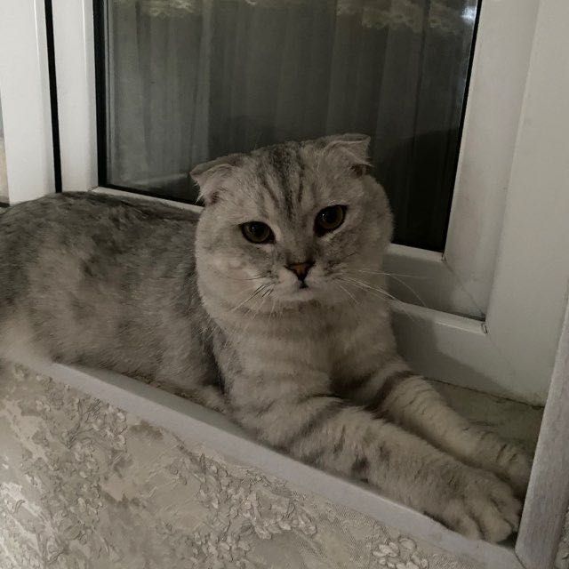 Scottish Fold mushuk sotiladi