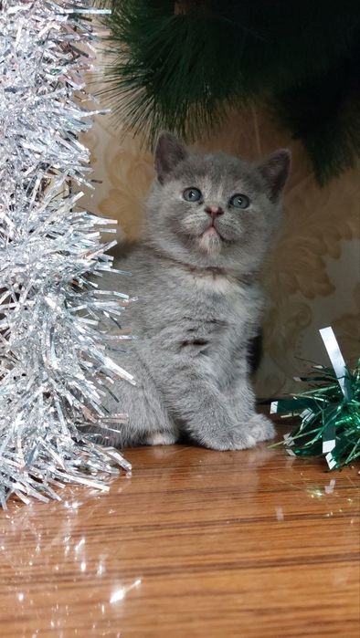 Продаются котята