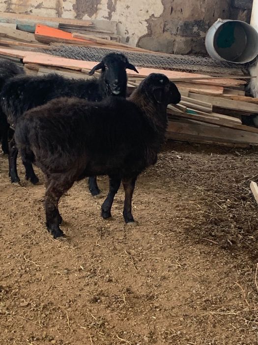 Семіз Қошқар Қой Мал