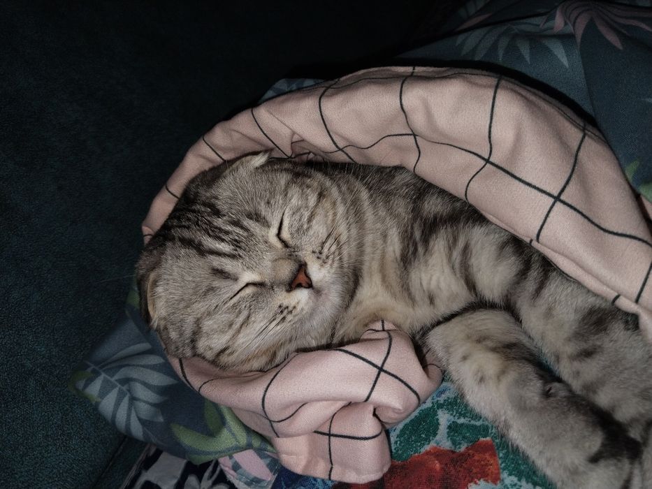 Отдам в добрые руки кошечку