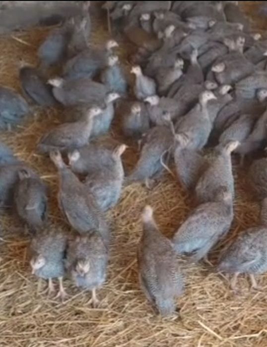 Rate,pui alb de carne/rasa mixta,bibilici,gaini,curcani.