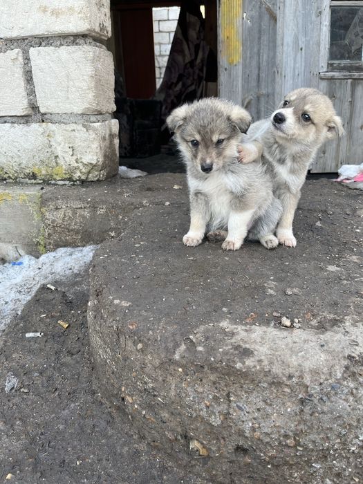 Отдам щенков в добрые руки ,дворняжки . 2 девочки 1 мальчик