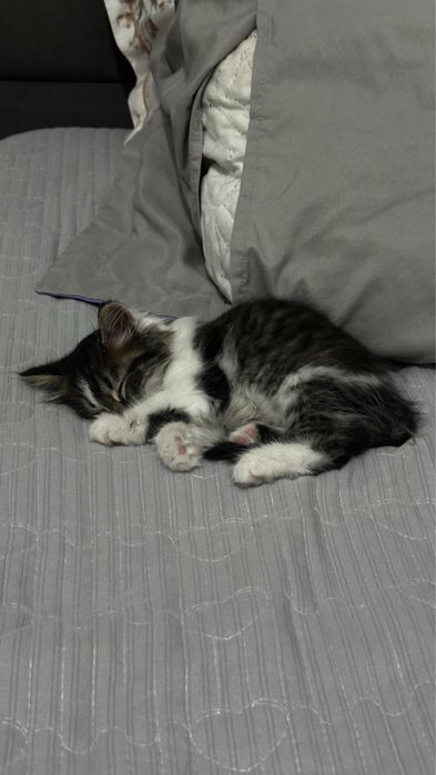 Котенок, 1 месяц, шотланд