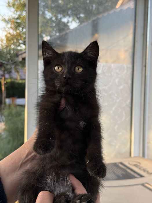 Котята в добрые руки г.Сарань
