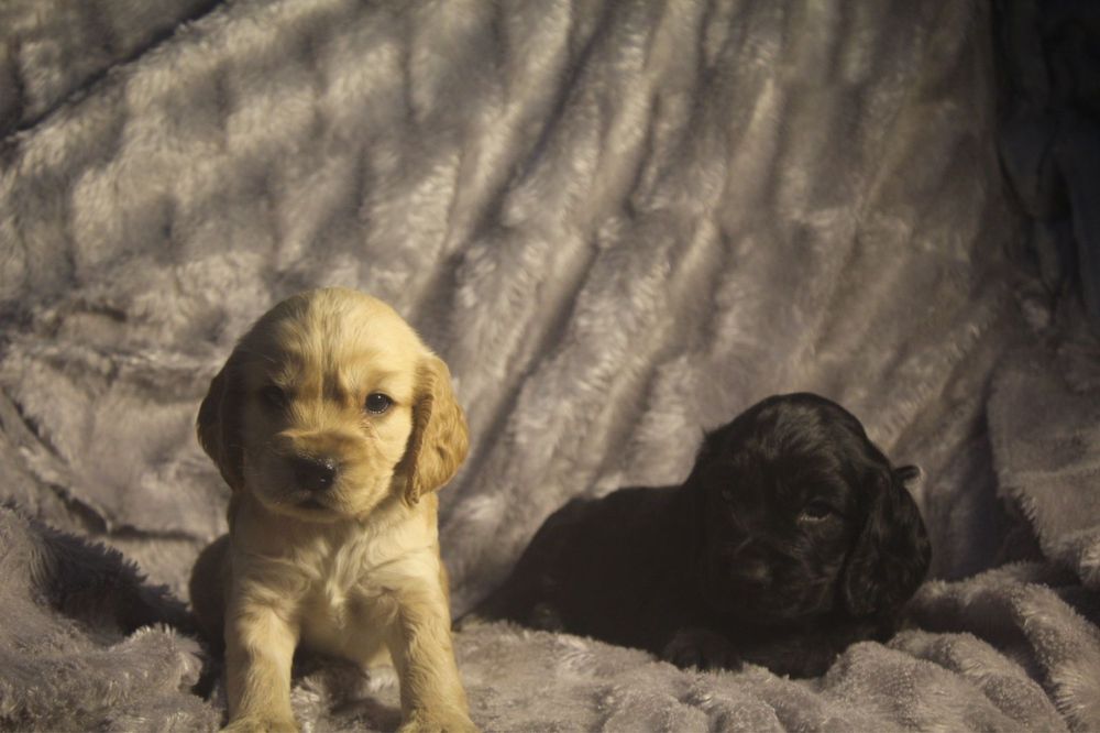 Англиский кокер спаниель