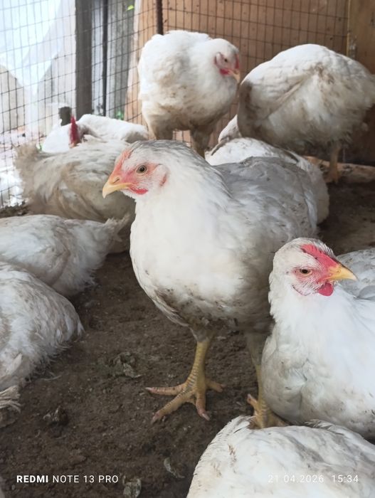 Домашние бролеры