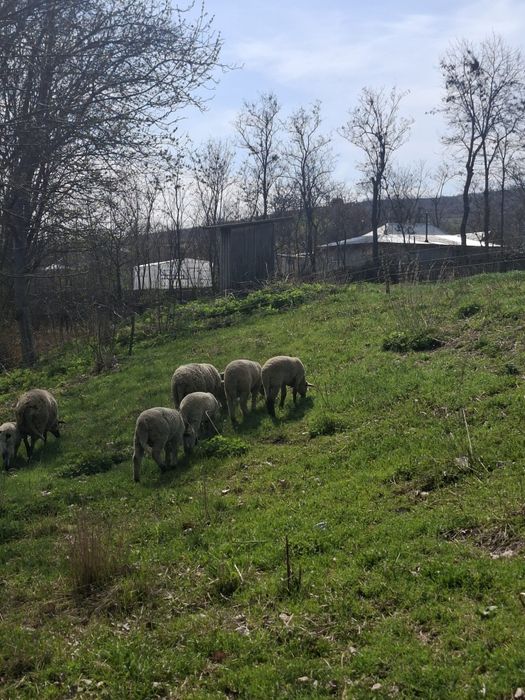 Vând miei pentru paște