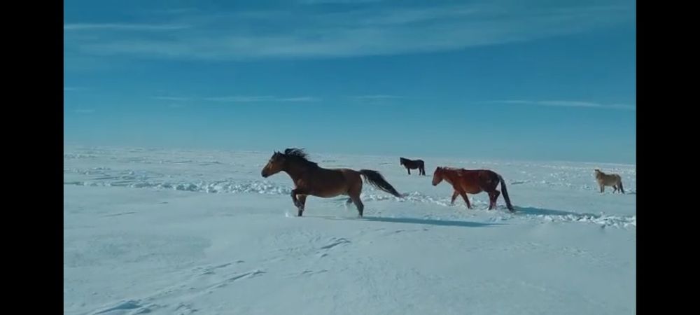 Кушум Айғыр сатылады