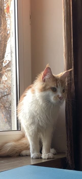 Девочка мейнкун с родословной