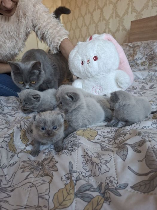 Британски сини колорпойнт късокосмести котенца