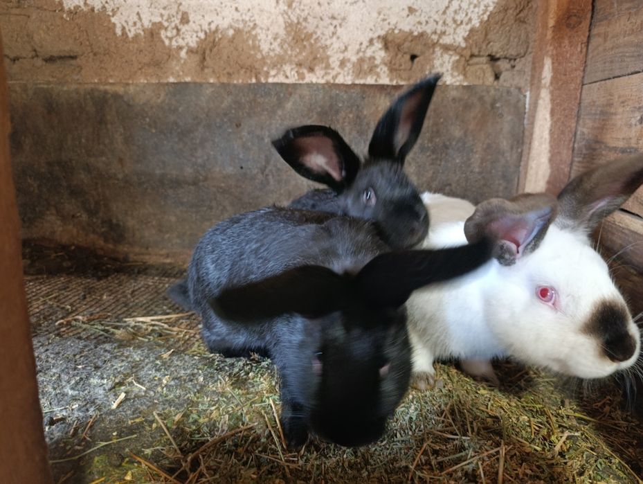 Продавам зайци  отбити на 16.02