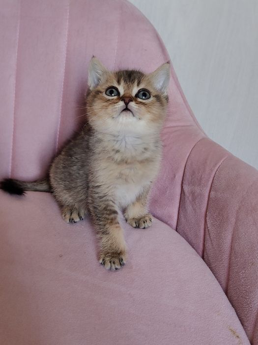 Котята Алматы Шиншиллы
