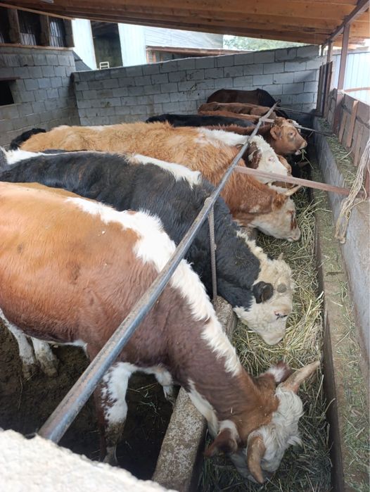 Анамен жыныстық қатынасты армандау