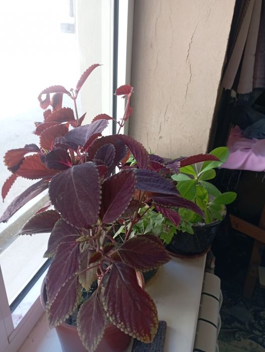 Гуллар сотилади арзон