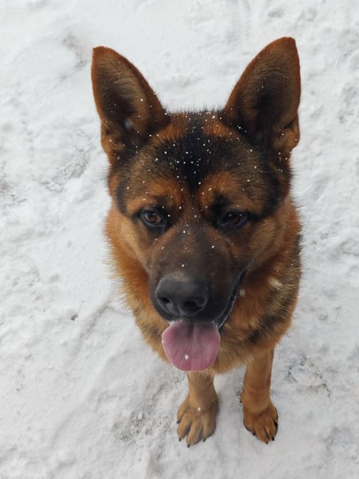 Немецкая овчарка на вязку.