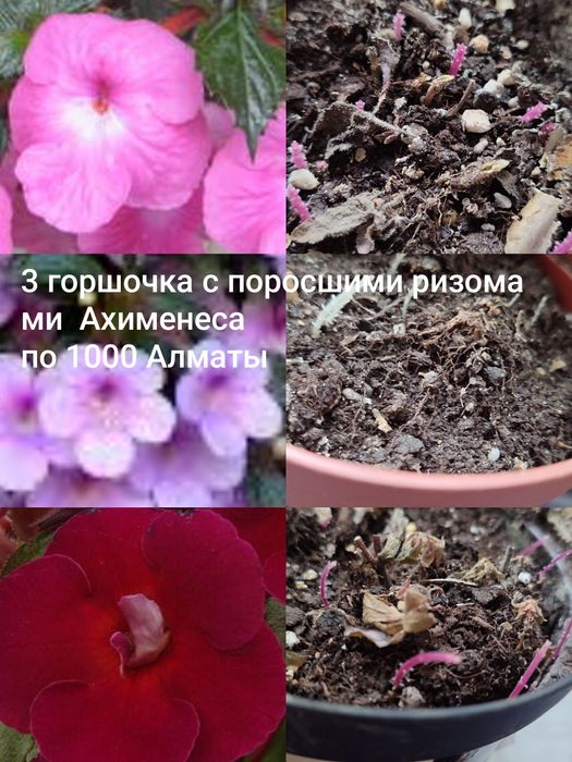 Ахименес,  красивые