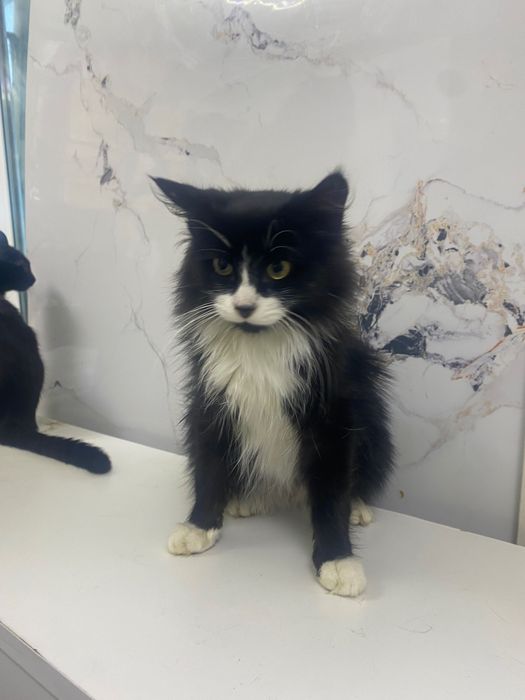 Кот в лучшую семью