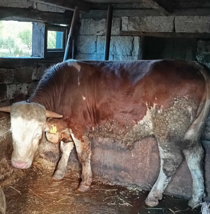 Vând taur bălțat românesc