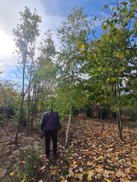 Vând arbori,paltin stejar,platan.tei