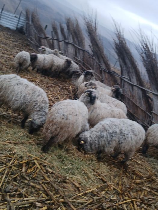 Se vind 5 oi foarte bune 850 bucata