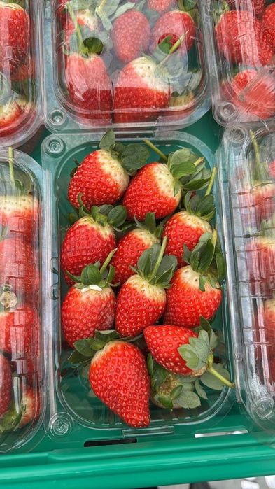 Свежие клубника, "zam_fruit" фирмаси