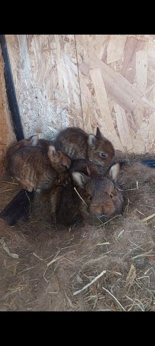 Vând iepuri maturi și pui