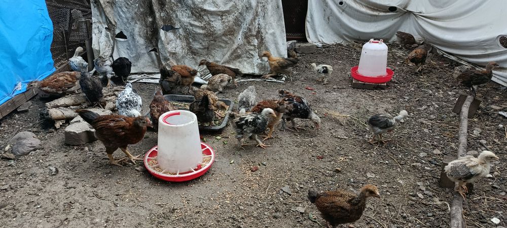 Цыплята балапан домашние