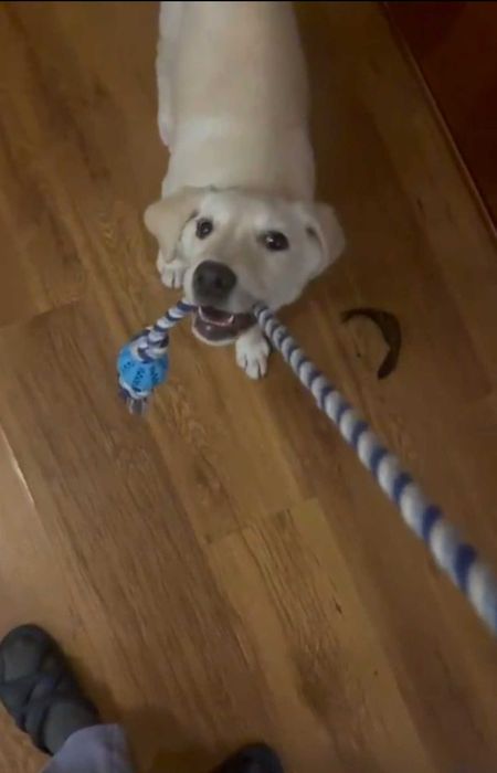 Щенок-девочка в добрые руки