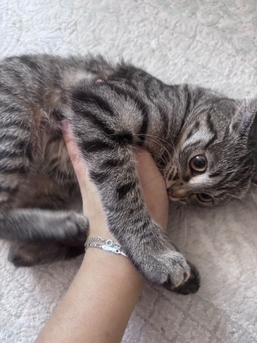 Отдам котенка в добрые руки