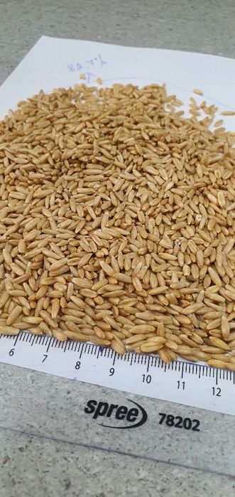 Продавам белен овес с 99,9% чистота