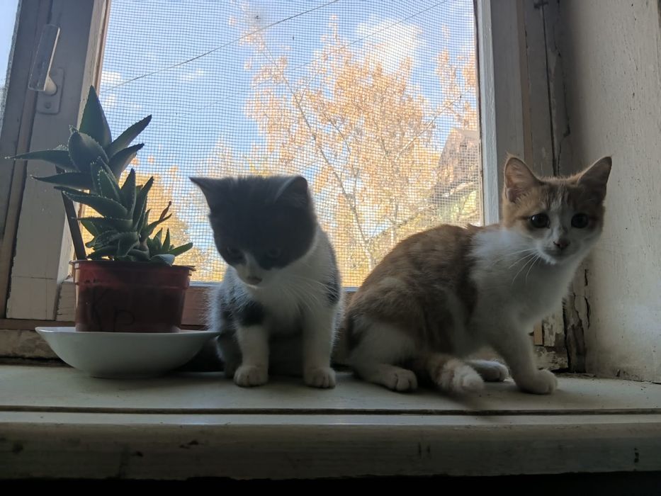 Котики ищут дом и родителей
