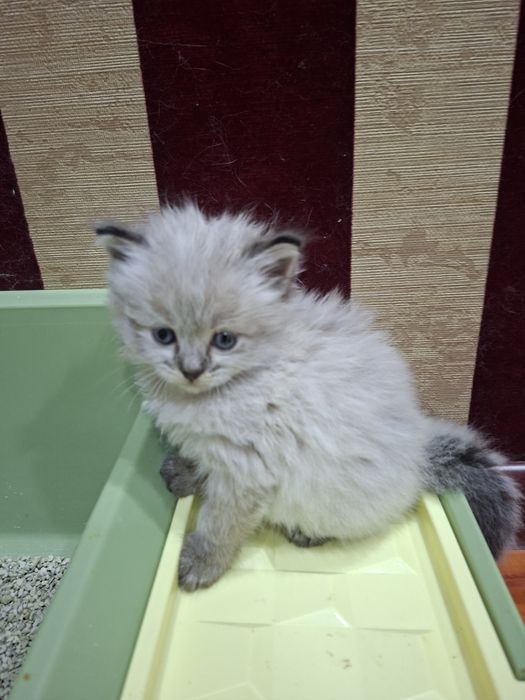 Продаётся кошка 1,5 месяца девочка