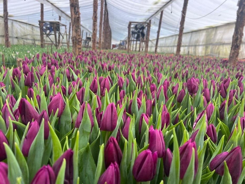 Беллорусские тюльпаны