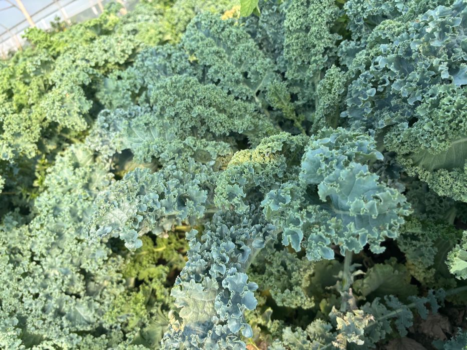 Varza kale/Mangold