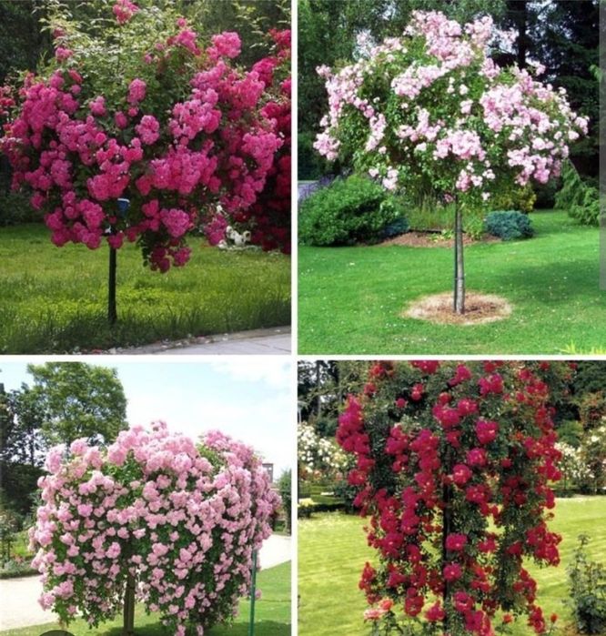 Саженцы роз 1000