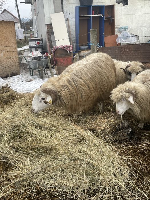 Vand berbec de 3 ani pentru sacrificat