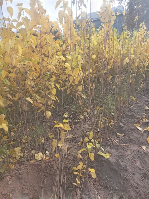 Mevali manzarali kochatlar bor